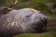 Picture 'Ant1_1_0843 Elephant Seal, Jason Harbour, South Georgia, Antarctica and sub-Antarctic islands'